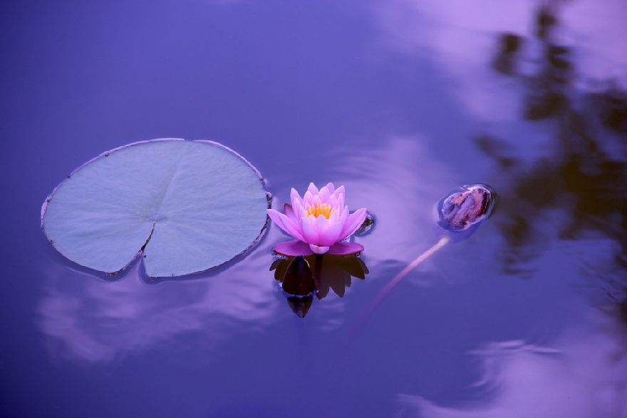 Lotus lilie im wasser violett