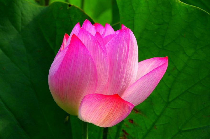 Lotus wasserlilie im wasser und schwimmt.